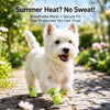 Breathable Soft-Sole Dog Shoes for Small Dogs, Outdoor Wear