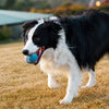 Ice Cream Tennis Ball Dog Toy