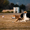 Ice Cream Tennis Ball Dog Toy