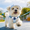 Small Dog Vest Harness with Leash