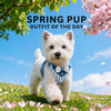 Small Dog Vest Harness with Leash