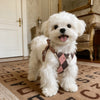 Small Dog Vest Harness with Leash