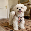 Small Dog Vest Harness with Leash
