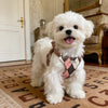 Small Dog Vest Harness with Leash
