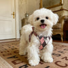 Small Dog Vest Harness with Leash