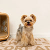 Small Dog Vest Harness with Leash