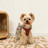 Small Dog Vest Harness with Leash