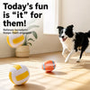 Squeaky Dog Ball Toys for Small and Medium Dogs