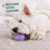 Ice Cream Tennis Ball Dog Toy