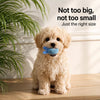 Squeaky Dog Ball Toy